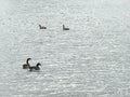 BennettÃ¢â¬â¢s Lake Heflin, Al